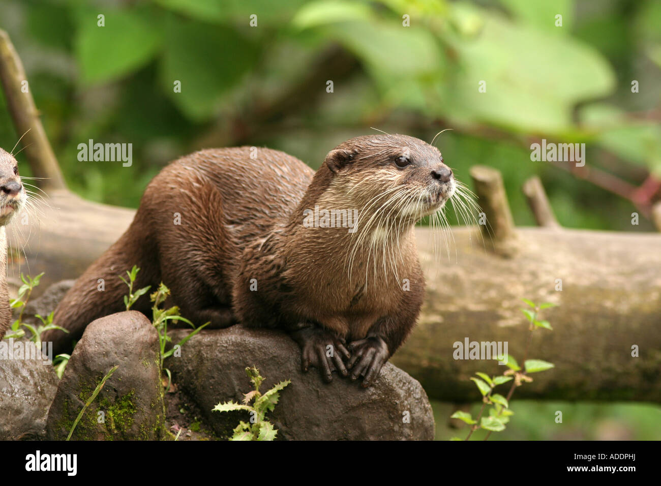 Asian breve artigliato Otter Amblonyx cinereus Foto Stock