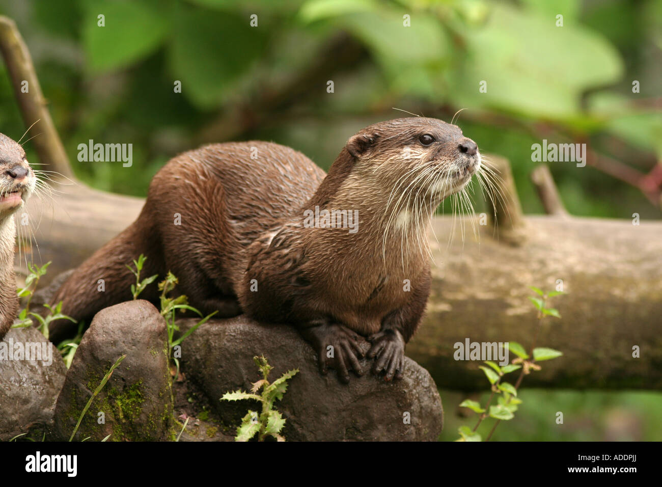 Asian breve artigliato Otter Amblonyx cinereus Foto Stock