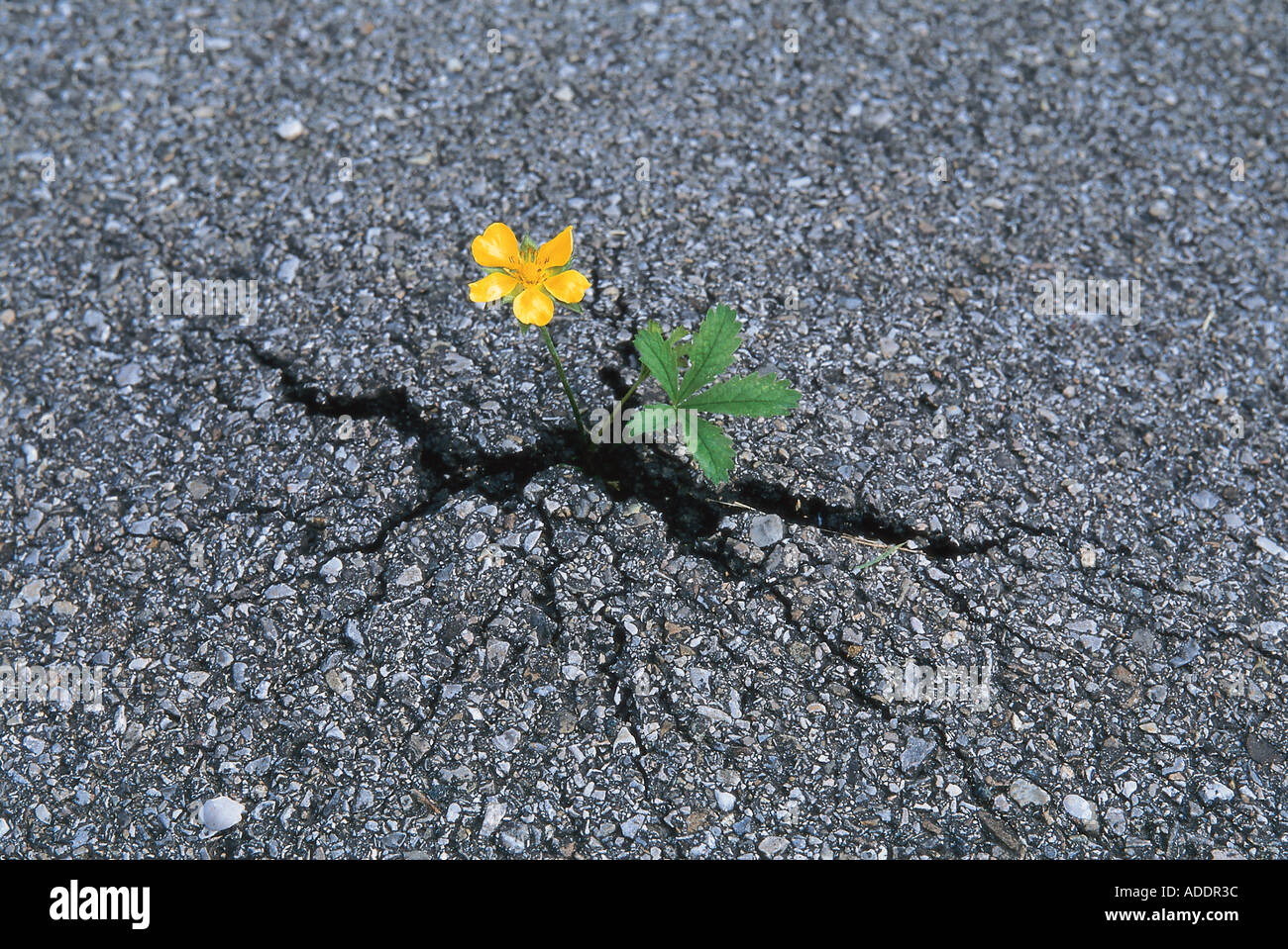 Fingerkraut durchbricht asfalto, Potentilla reptans Foto Stock