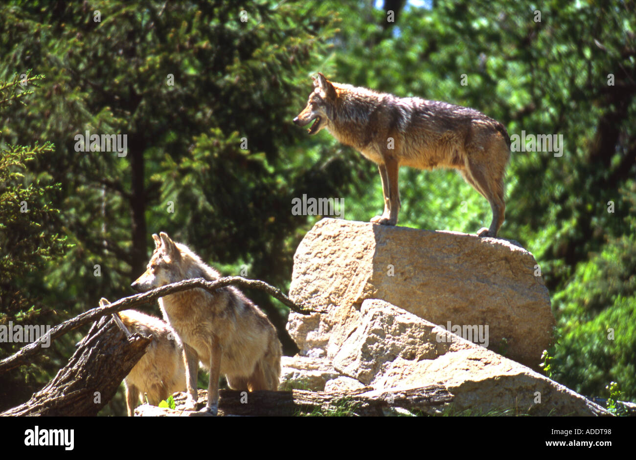 Lupi grigi Foto Stock