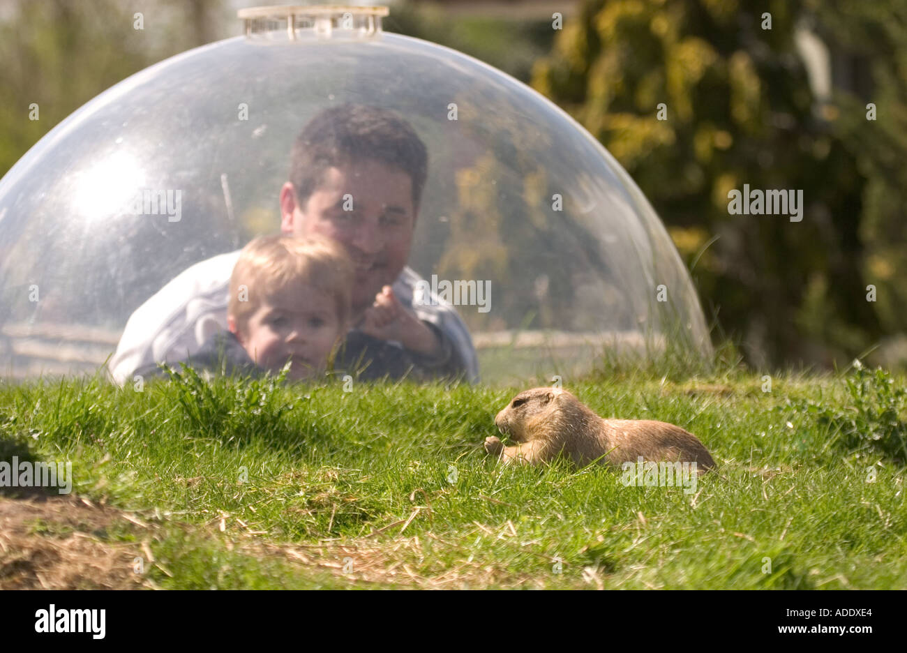 Padre e figlio Prairie Marmotta Cynomys ludovicianus con cupola di osservazione lo Zoo di Chester Foto Stock