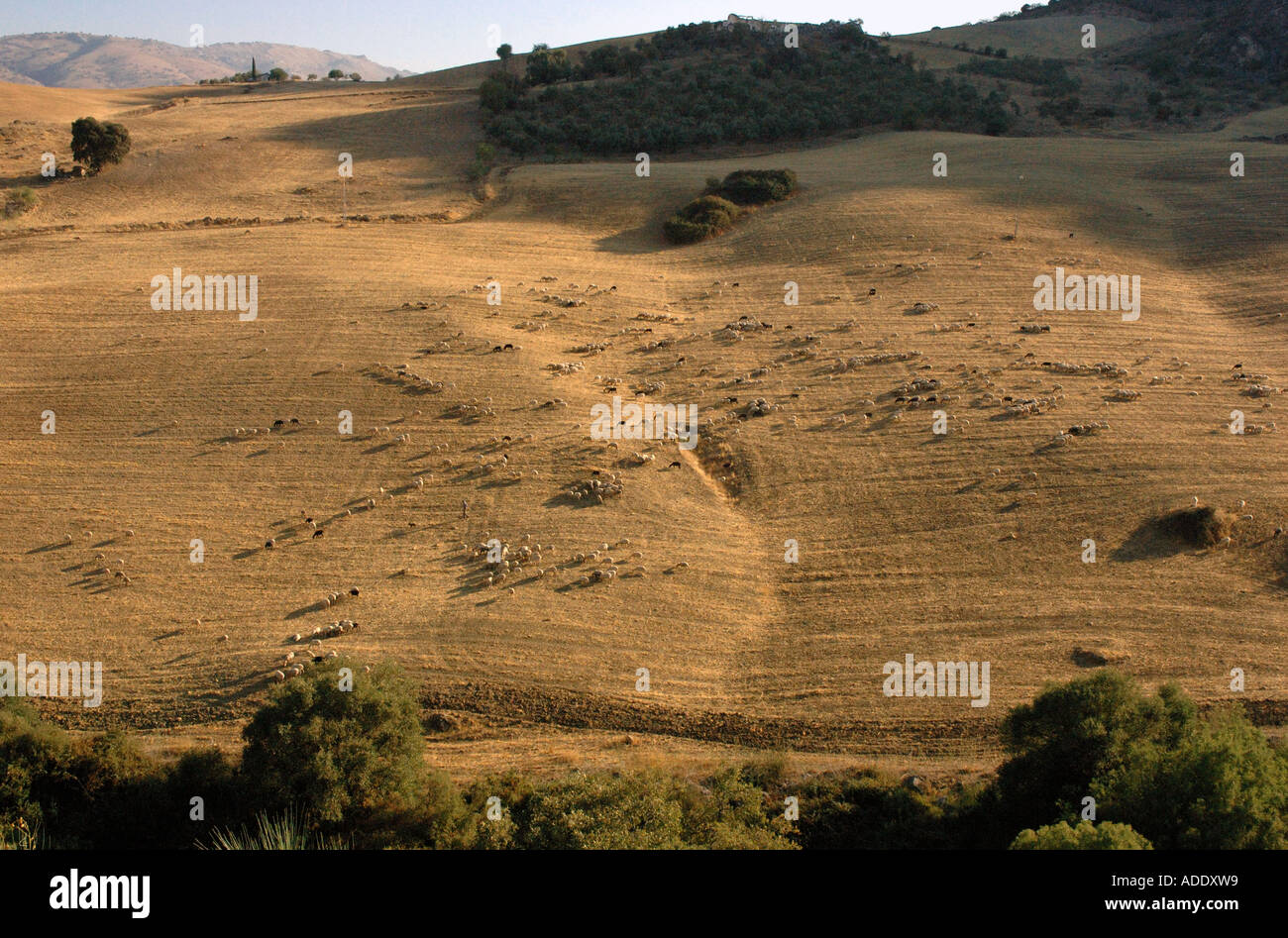 Vista panoramica del Parco Naturale Sierra de las Nieves Serrania de Ronda Andalusia Andalucía España Spagna Iberia Europa Foto Stock