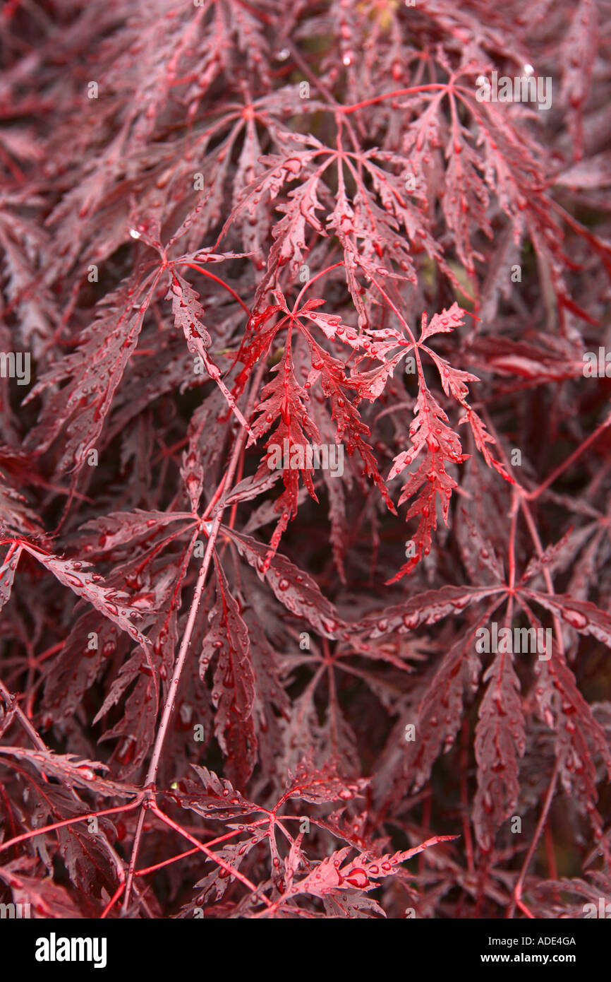 Giapponese Acero Acer Palmatum Foto Stock