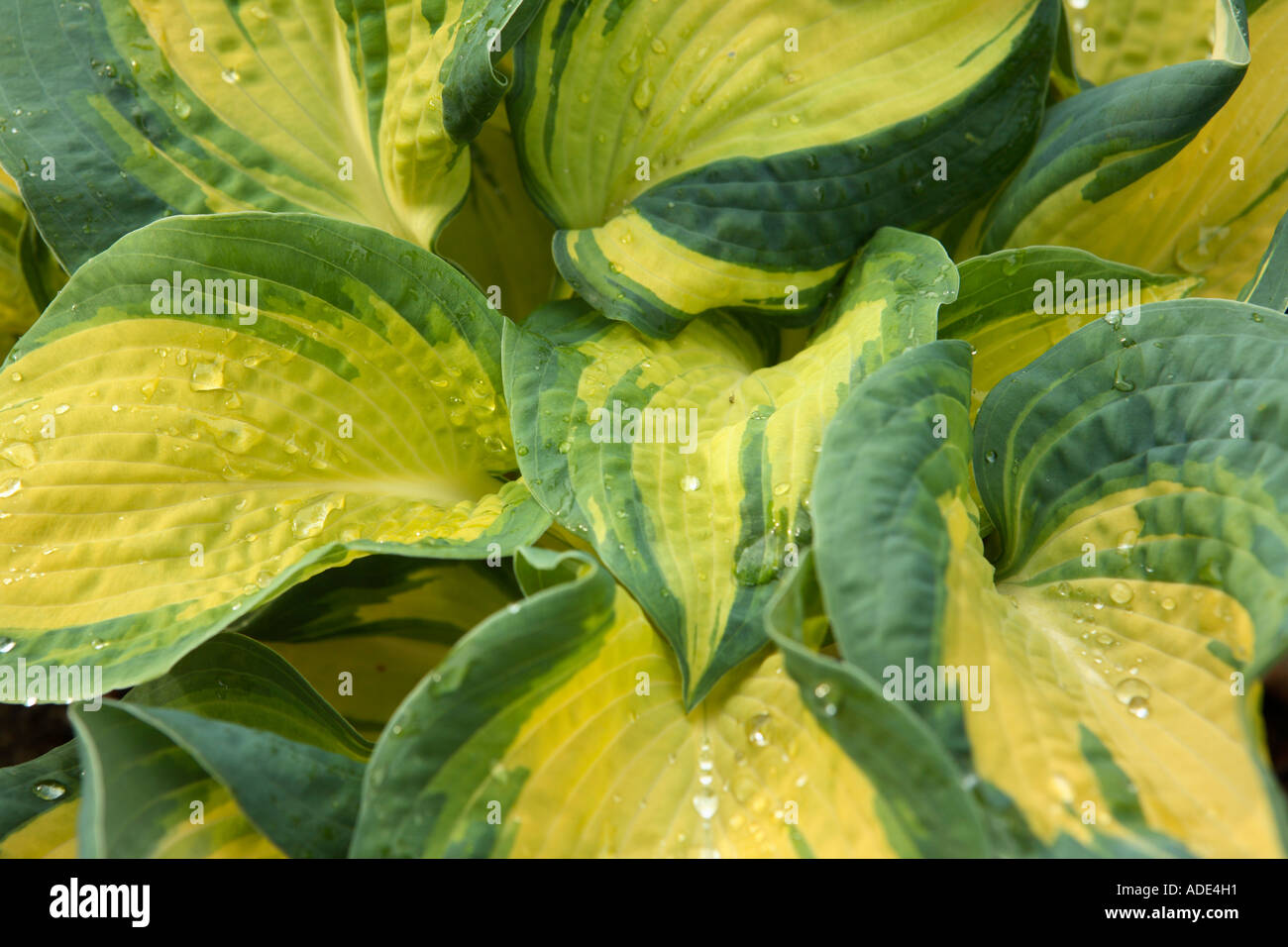 Impianto di grandi dimensioni con il giallo e il verde delle foglie Foto Stock