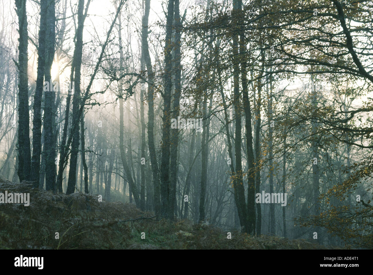 La Birks o' Aberfeldy Perthshire Scozia UK Foto Stock