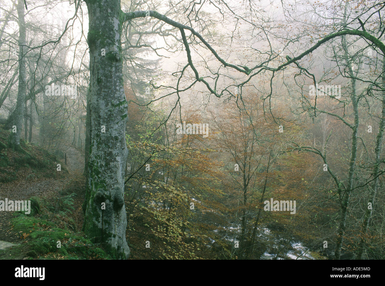 La Birks o' Scozia Aberfeldy Regno Unito Foto Stock