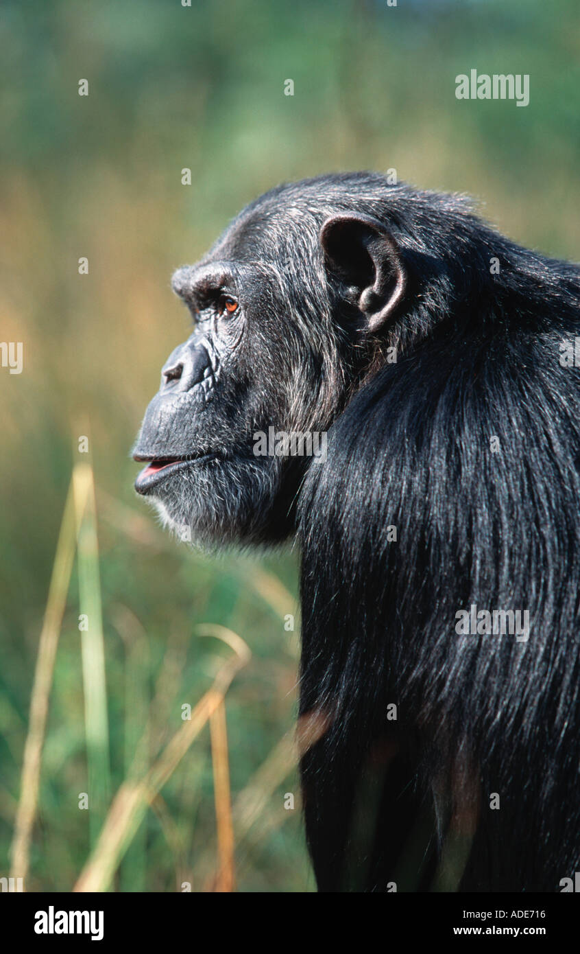 Uno scimpanzé Pan troglodytes adulto entrambi i sessi hanno spesso una morbida barba bianca Africa centrale occidentale Foto Stock