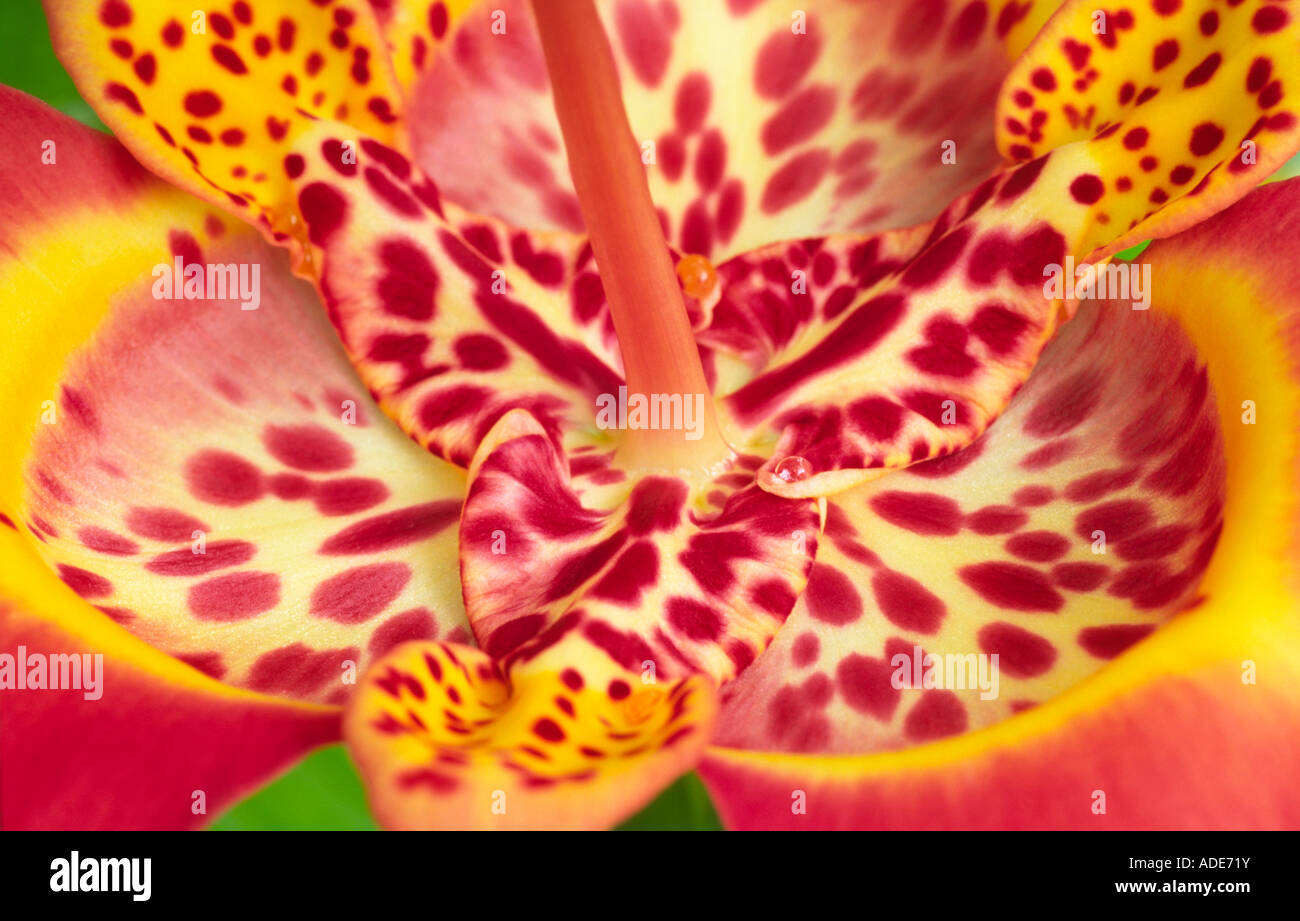 Fiori esotici Tigridia Iridaceae Tiger Flower Iris come d'estate i bulbi di breve durata metà fiori Hardy Scotland Regno Unito Foto Stock