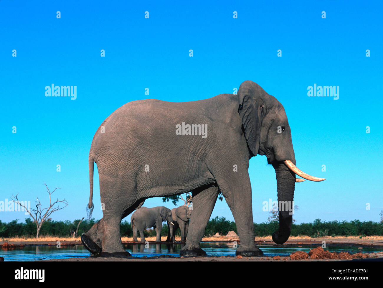 Elefante africano Loxodonta africana adulto tori bere sul fiume Chobe National Park Botswana Foto Stock