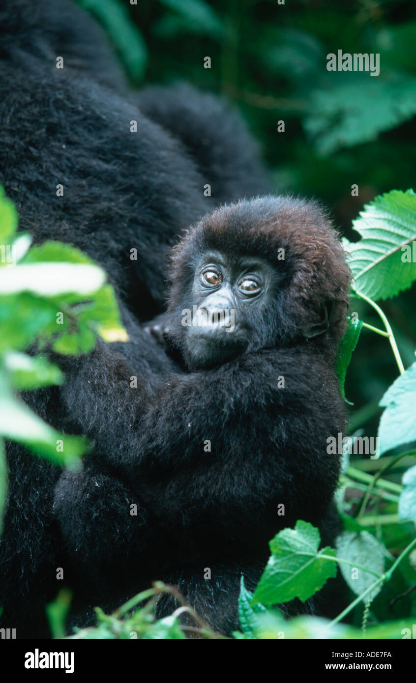 Gorilla di Montagna gorilla Gorilla beringei Youngster gioca mentre madre alimenta P N des Volcans Rwanda Uganda RDC Foto Stock