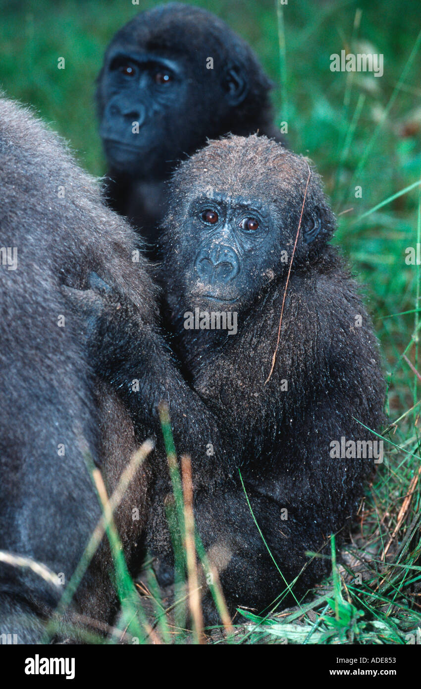 Western pianura gorilla gorilla Gorilla gorilla gorilla orfani reintrodotta nel wild specie in via di estinzione in Africa Foto Stock