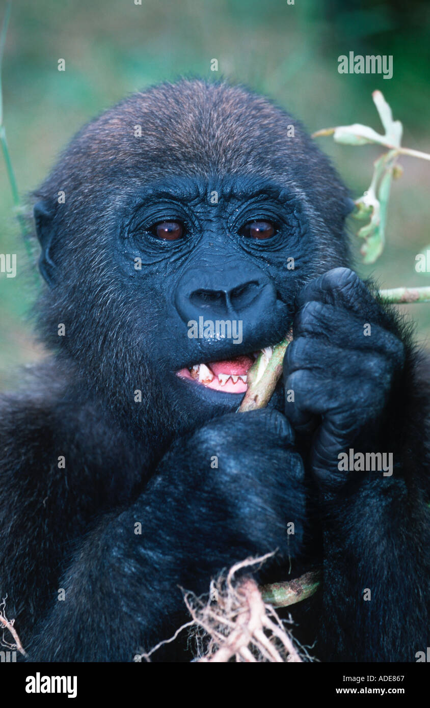 Western pianura gorilla gorilla Gorilla gorilla gorilla orfani reintrodotta nel wild Projet Protection des Gorilles Foto Stock