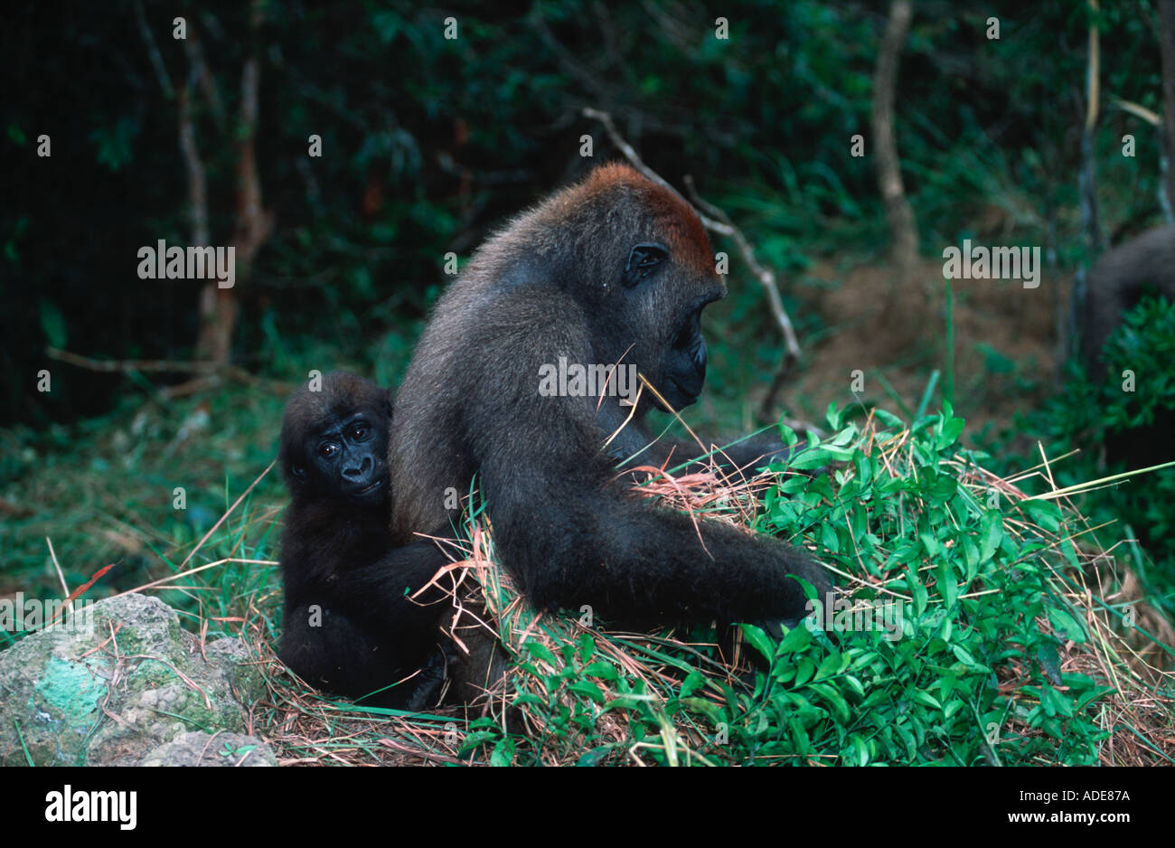 Western pianura gorilla gorilla orfani reintrodotta nel selvatica minacciate di estinzione Projet Protection des Gorilles Gabon Congo Foto Stock