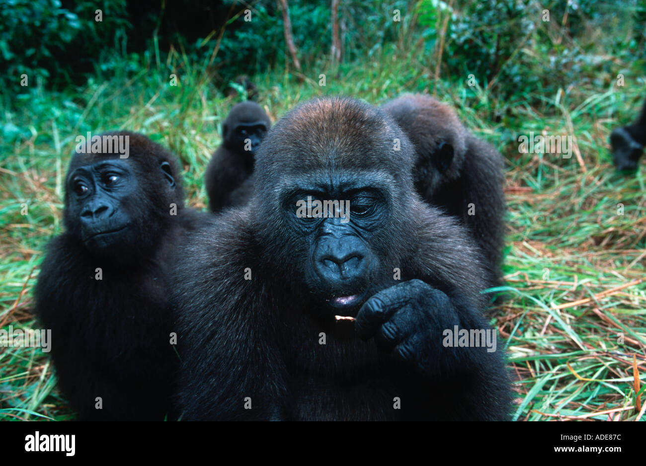 Western pianura gorilla gorilla orfani reintrodotta nel selvatica minacciate di estinzione Projet Protection des Gorilles Gabon Congo Foto Stock