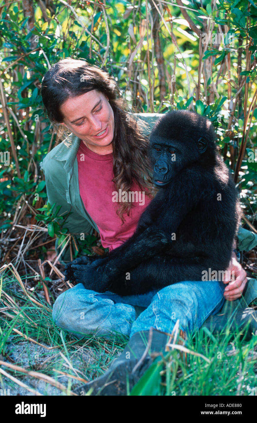 Western pianura gorilla Liz Pearson con gorilla orfani reintrodotta nel wild Projet Protection des Gorilles Gabon Foto Stock