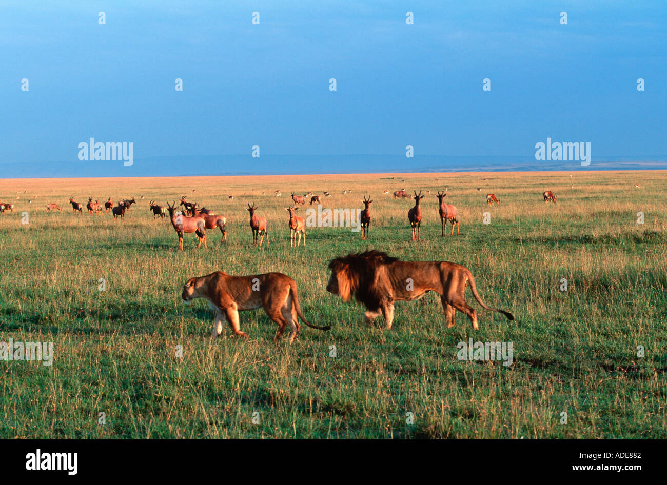 Lion Panthera leo maschio e femmina la visione di topi sulle pianure Masai Mara riserva nazionale del Kenya Foto Stock