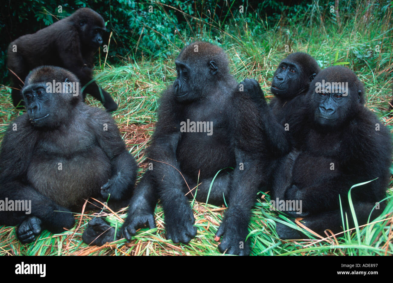 Western pianura gorilla gorilla orfani reintrodotta nel wild Projet Protection des Gorilles Gabon Congo Foto Stock