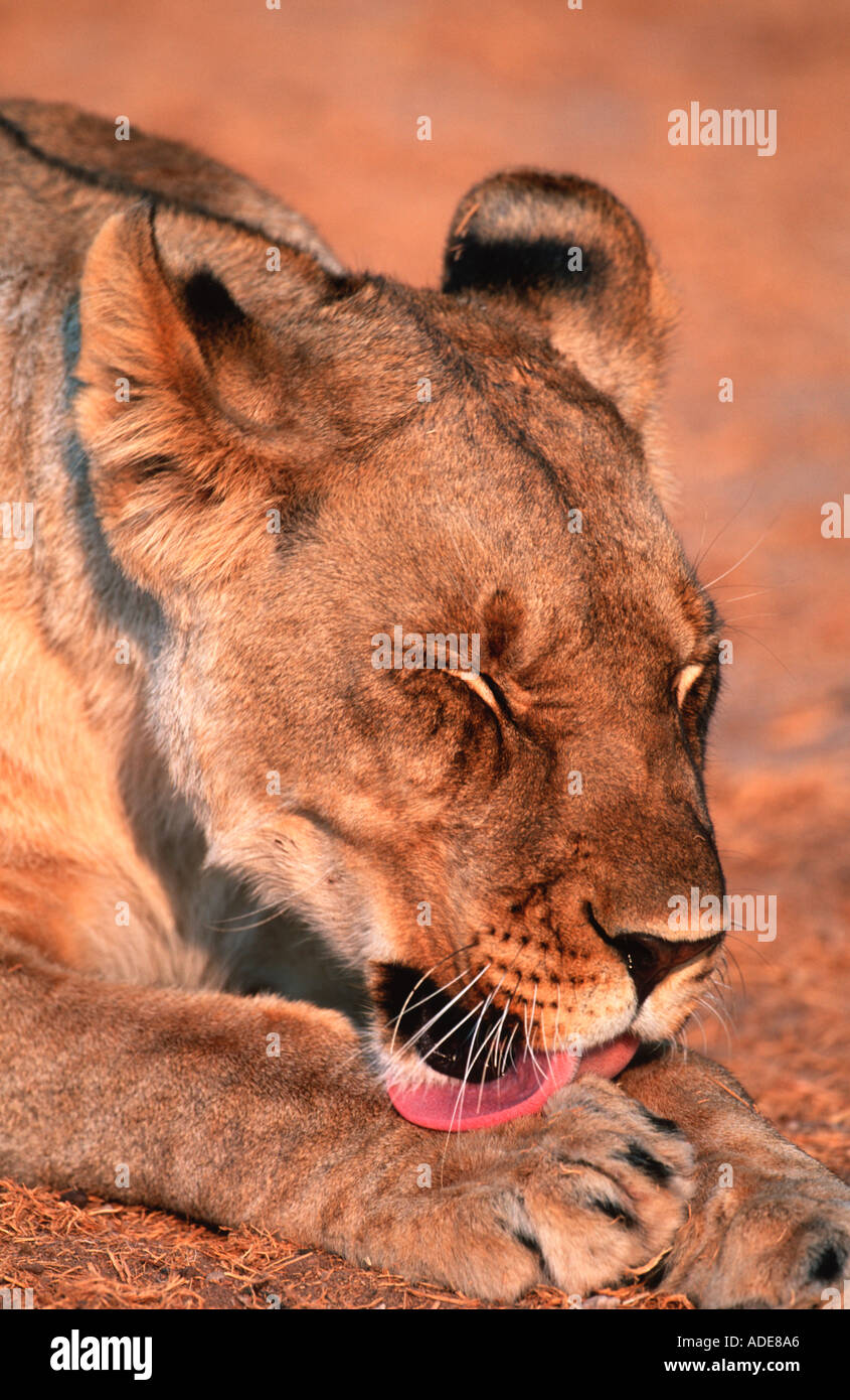 Lion Panthera leo ritratto femminile di leccare piedi Etosha N P Namibia Foto Stock