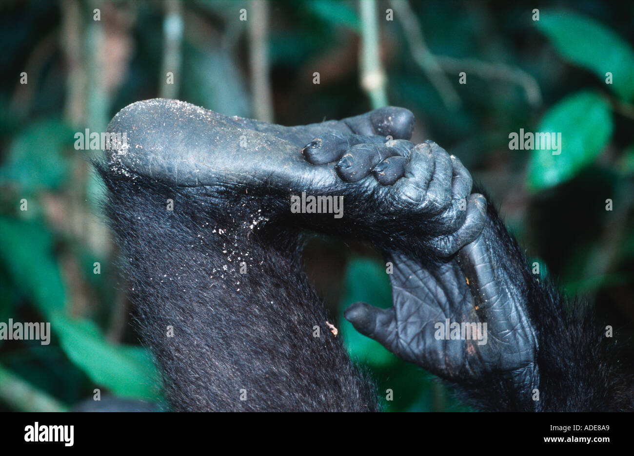 Western pianura gorilla gorilla Gorilla gorilla Close up di gorilla di mani e piedi, specie in via di estinzione in Africa centrale Foto Stock
