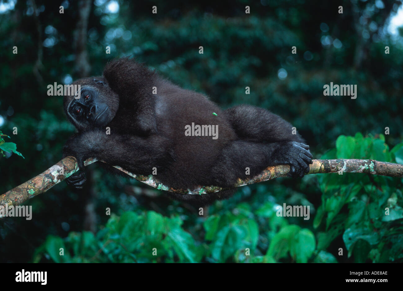 Western pianura gorilla gorilla orfani reintrodotta nel wild Projet Protection des Gorilles Gabon Congo Foto Stock