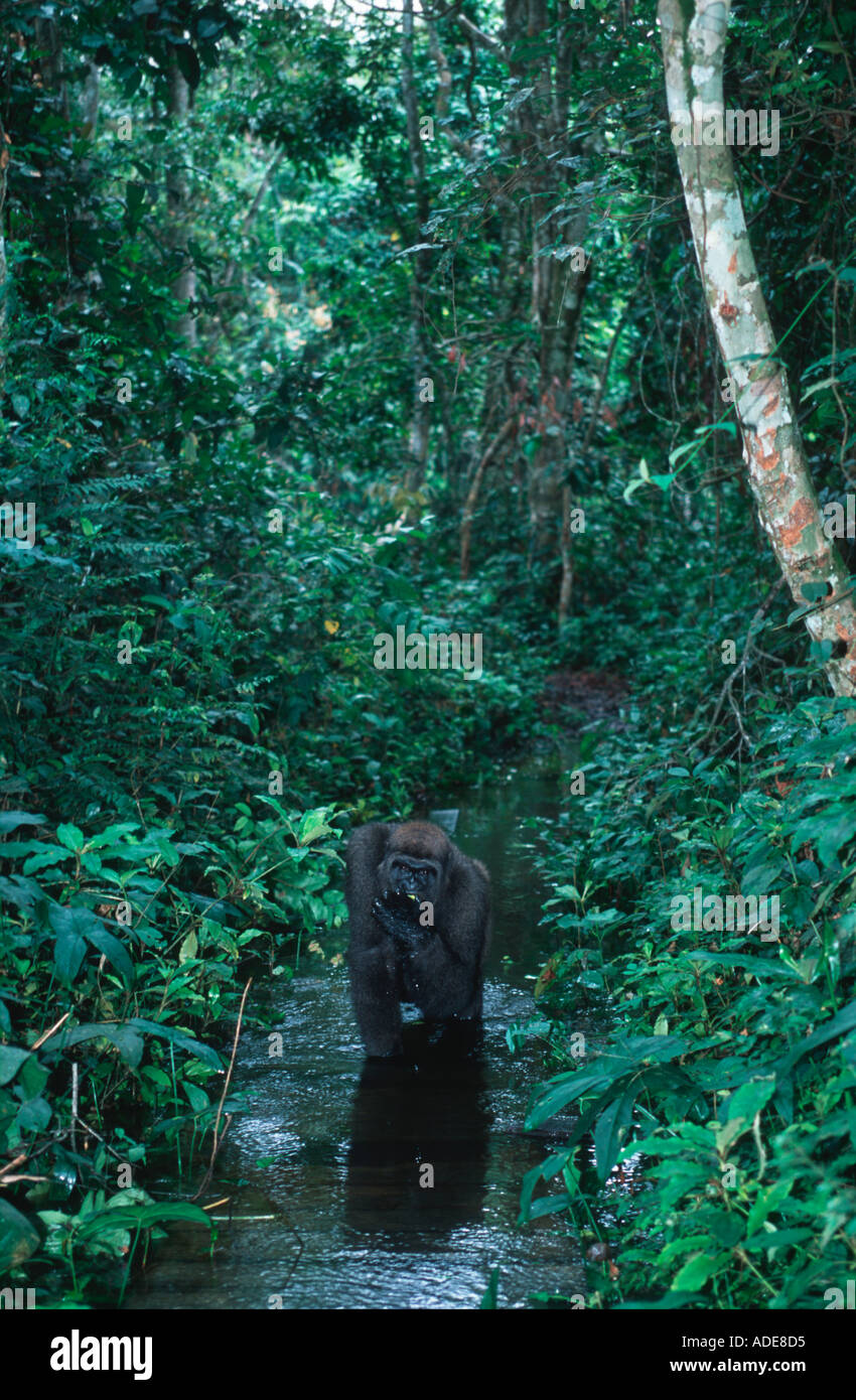 Western pianura gorilla gorilla Gorilla gorilla gorilla orfani reintrodotta nel wild Projet Protection des Gorilles Foto Stock