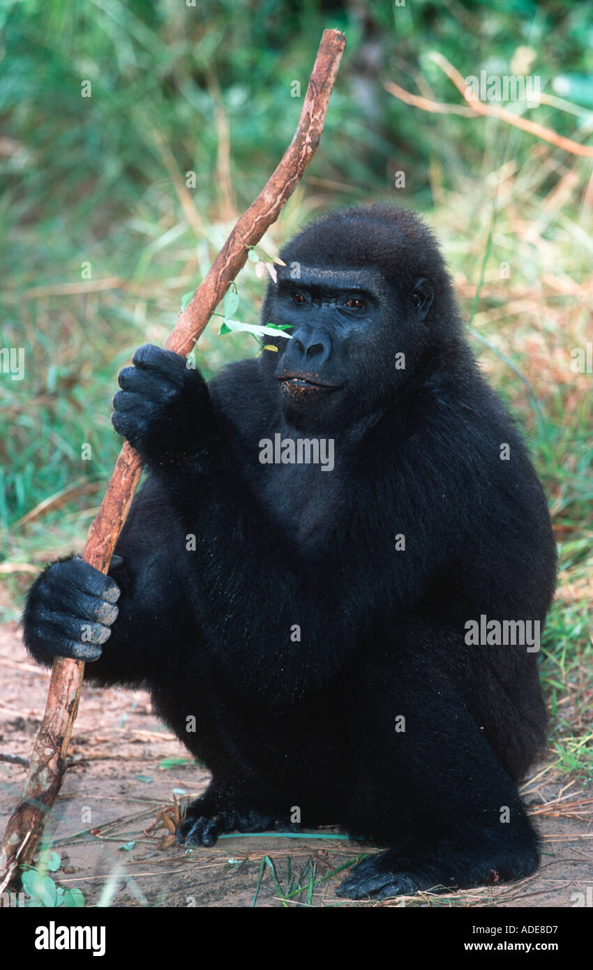 Western pianura gorilla gorilla Gorilla gorilla gorilla orfani reintrodotta nel wild specie in via di estinzione in Africa Foto Stock