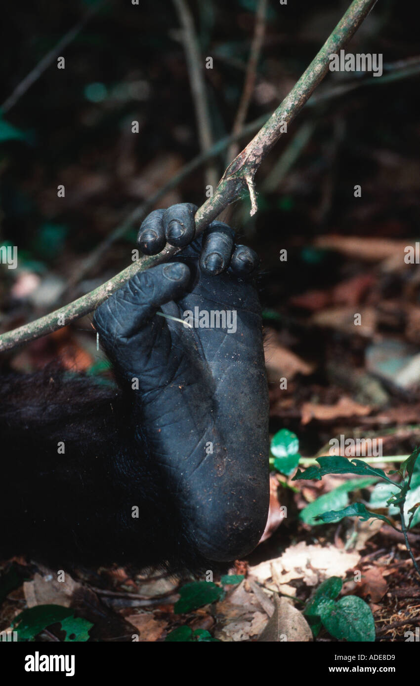 Western pianura gorilla gorilla Gorilla gorilla gorilla orfani Close up di piede Projet Protection des Gorilles Gabon Congo Foto Stock