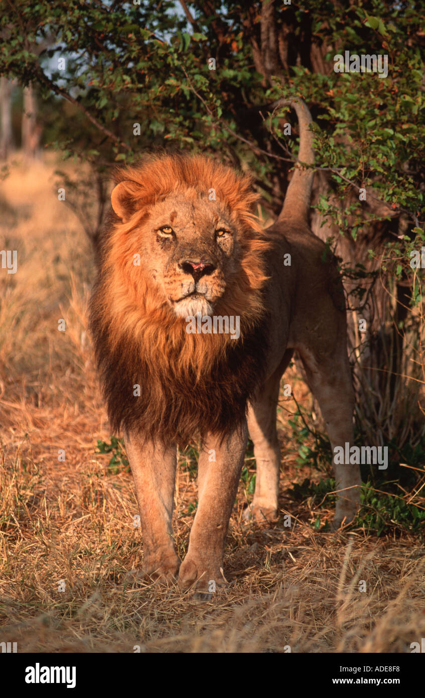 Lion Panthera Leo Lion maschio profumo marcatura Africa Subsahariana Foto Stock