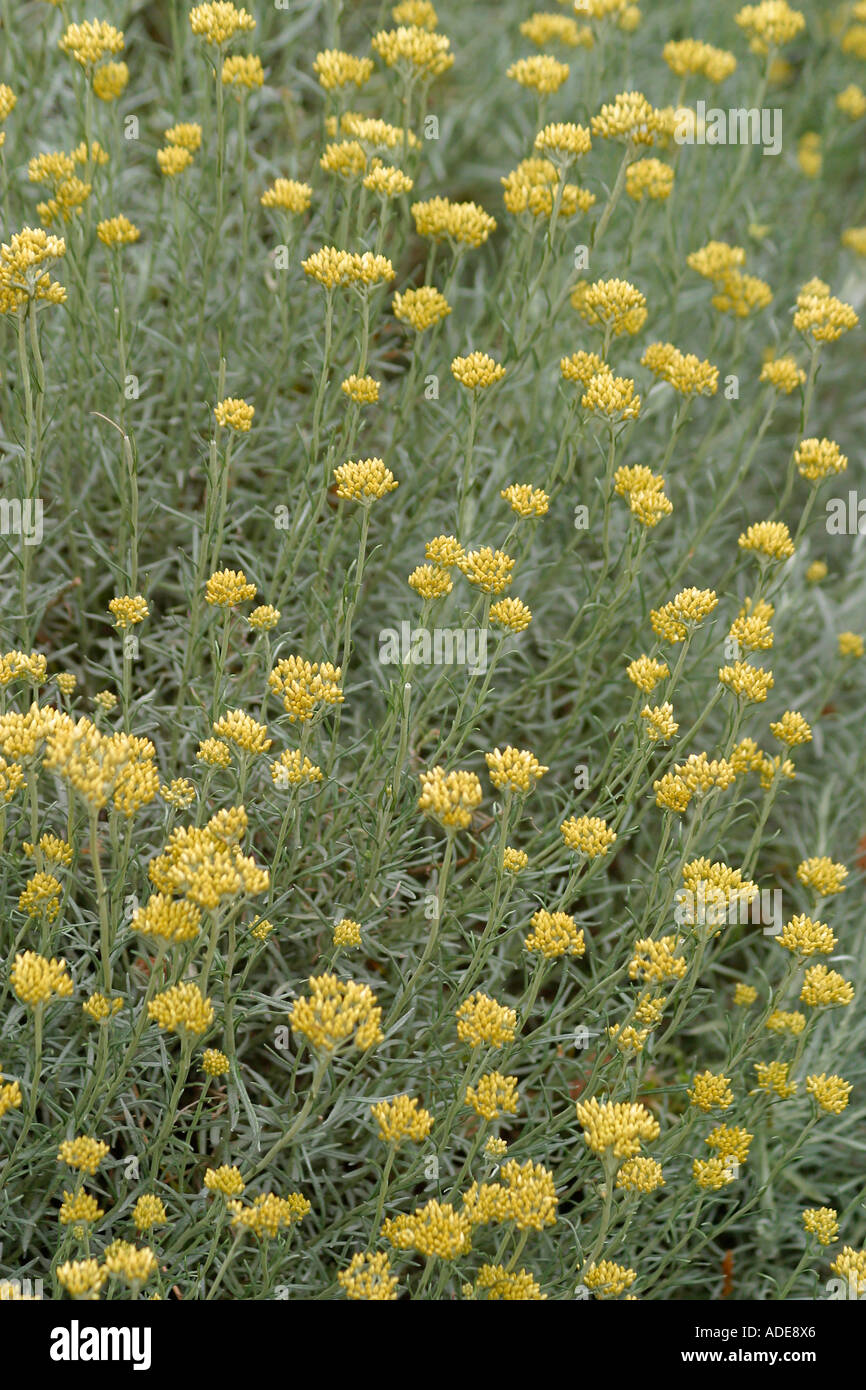 Impianto di Curry (Helichrysum italicum) in fiore Foto Stock