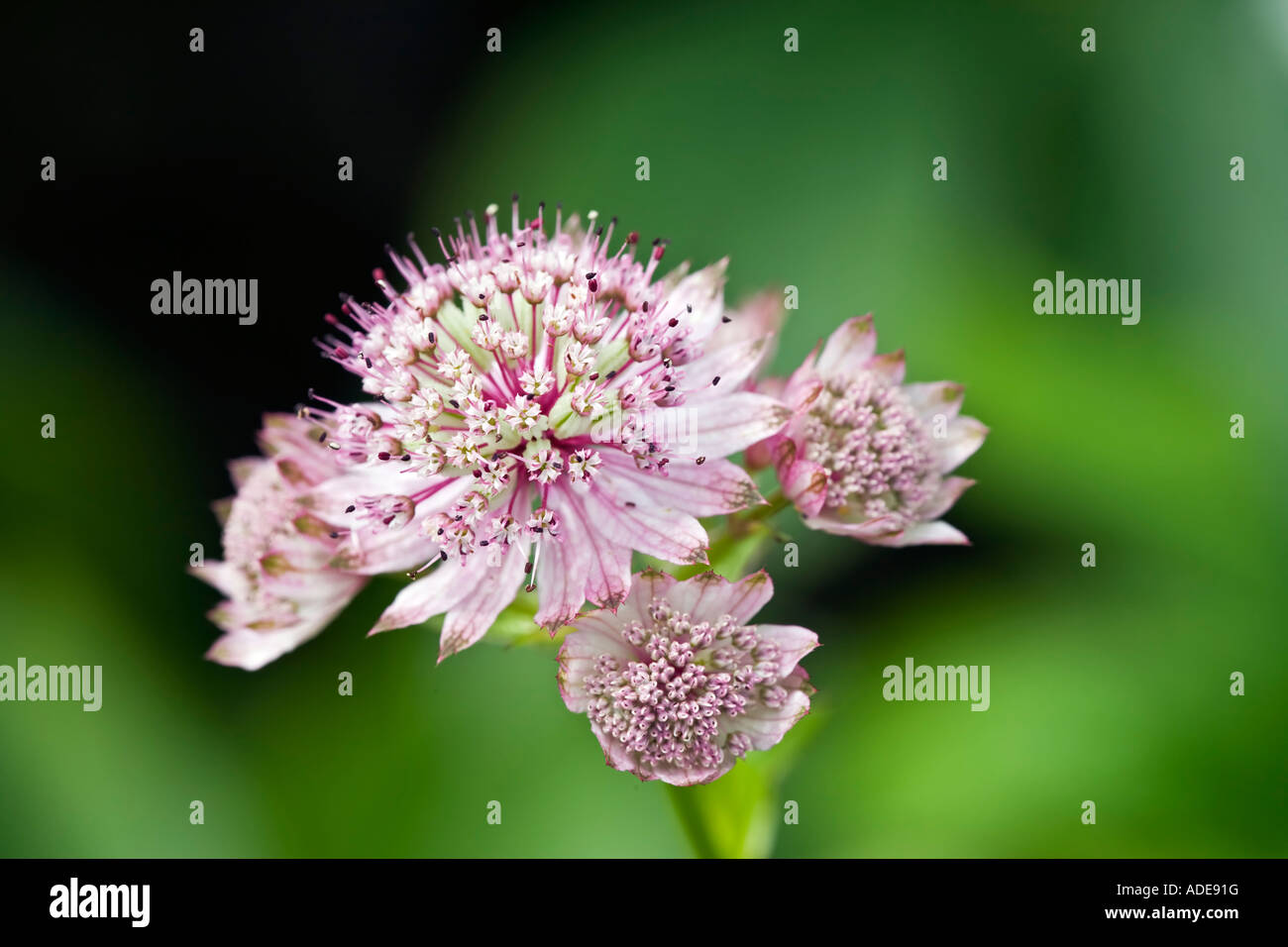 Grande Masterwort, Astrantia major Foto Stock