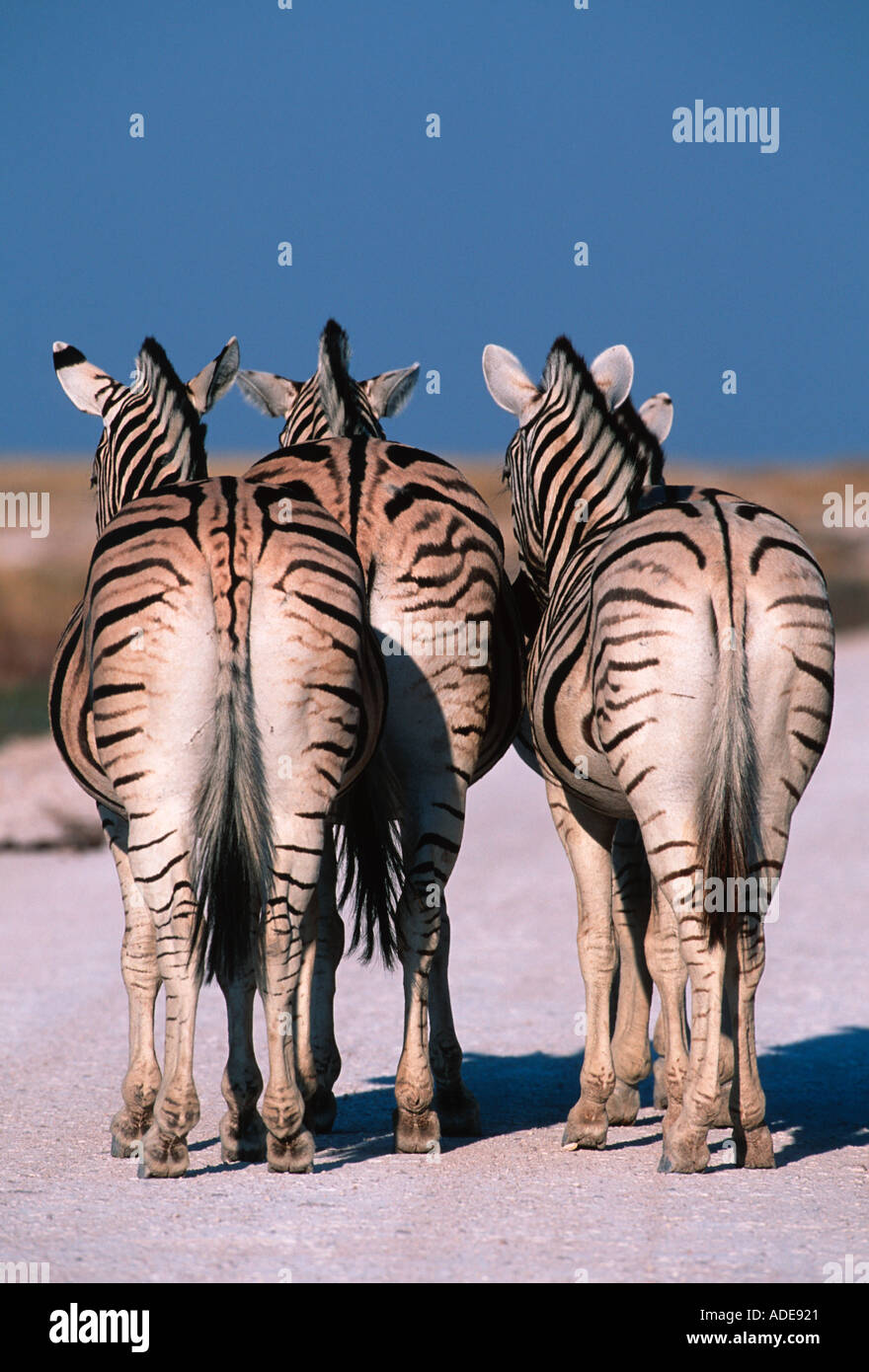 Burchells zebra Equus burchelli quarti posteriori Etosha N P Namibia centrale Sud Africa orientale Foto Stock