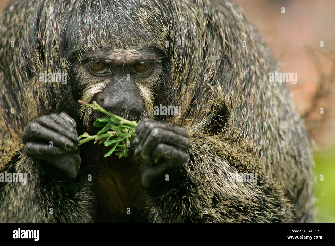 Una singola femmina adulta di fronte bianco-Saki Monkey (Pithecia pithecia) mangiare le foglie Foto Stock
