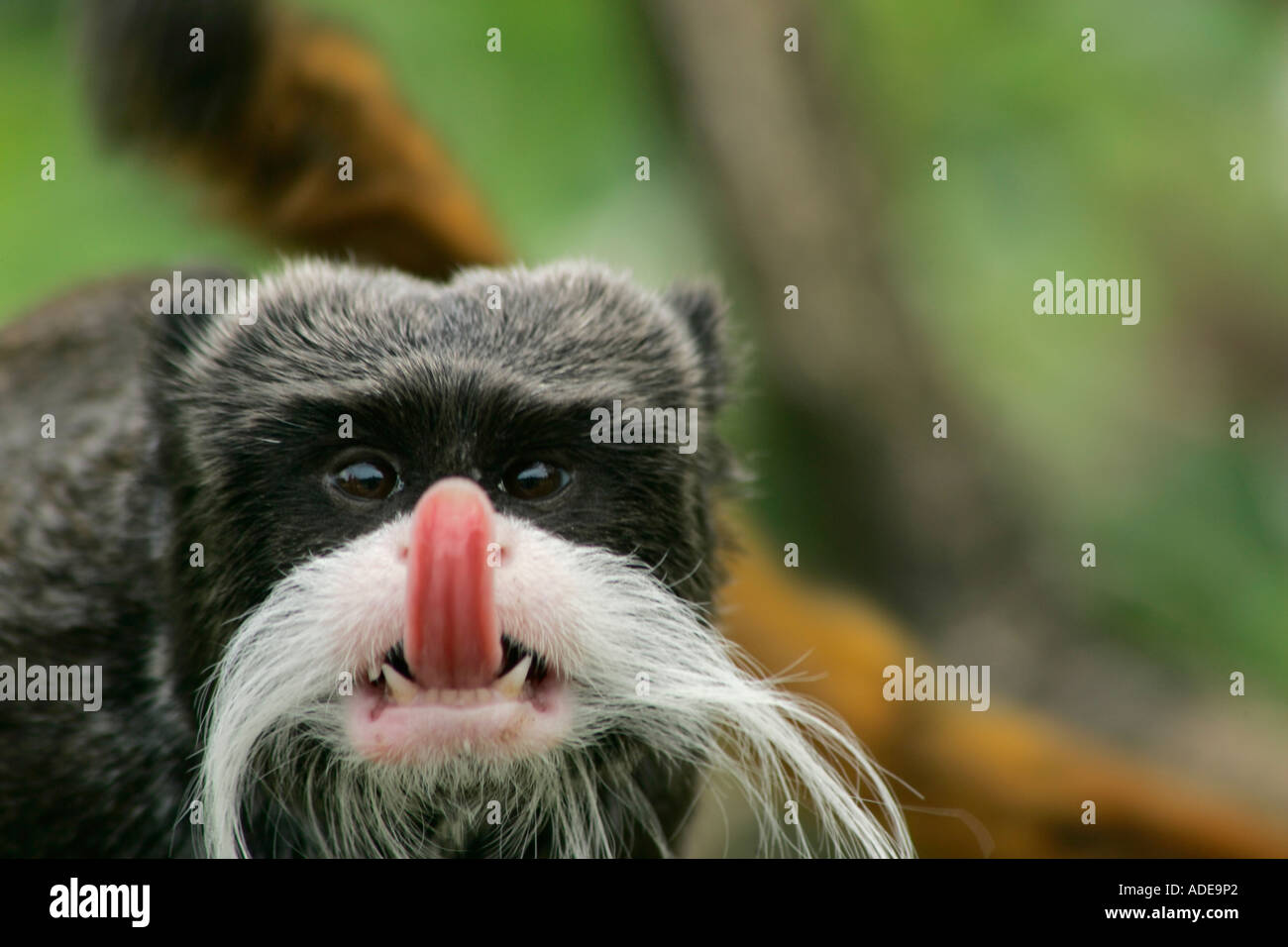 L'imperatore Tamarin Monkey (Saguinus imperator) attaccare fuori la sua lingua mentre guarda direttamente la fotocamera Foto Stock