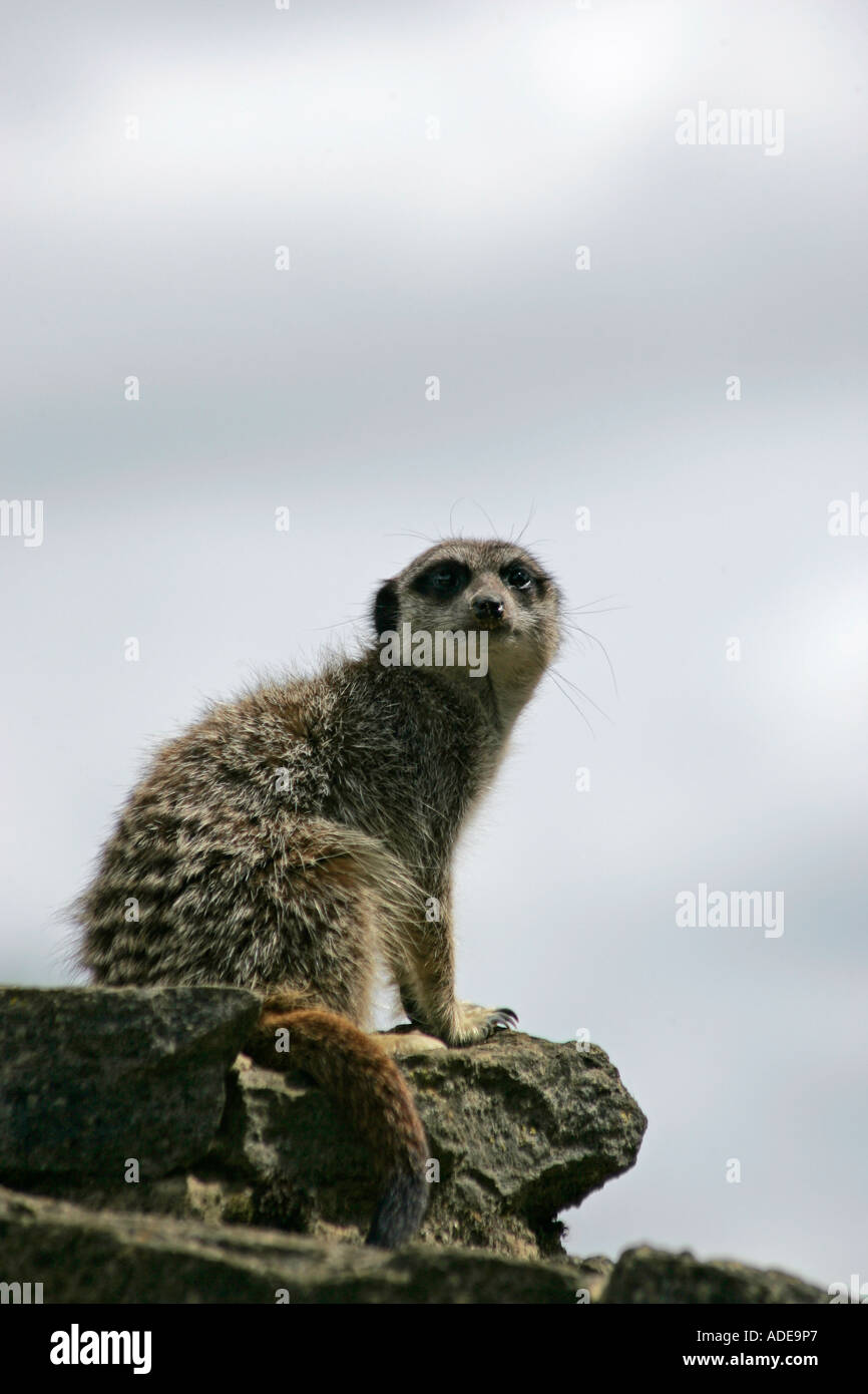 Slanciata Meerkat codato di sentinella Foto Stock