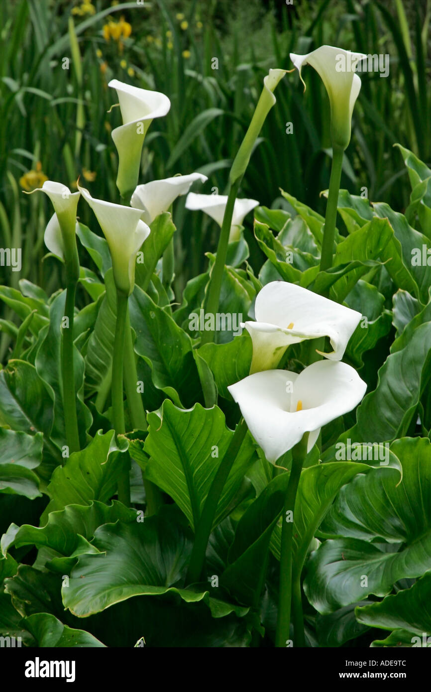 White Calla Lilies in fiore Foto Stock