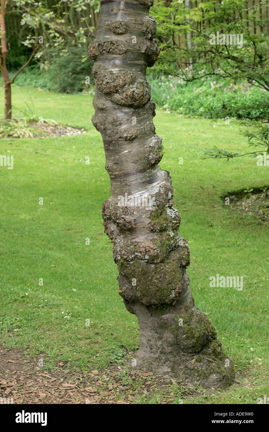 Inclinazione del tronco molto vecchio albero ciliegio Prunus serrula) Foto Stock