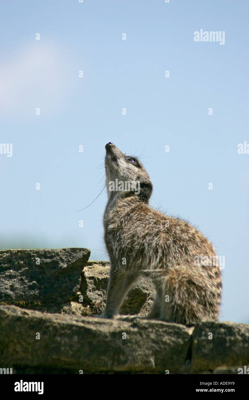 Slanciata Meerkat codato (Suricata suricatta) di sentinella sulla sommità della roccia Foto Stock