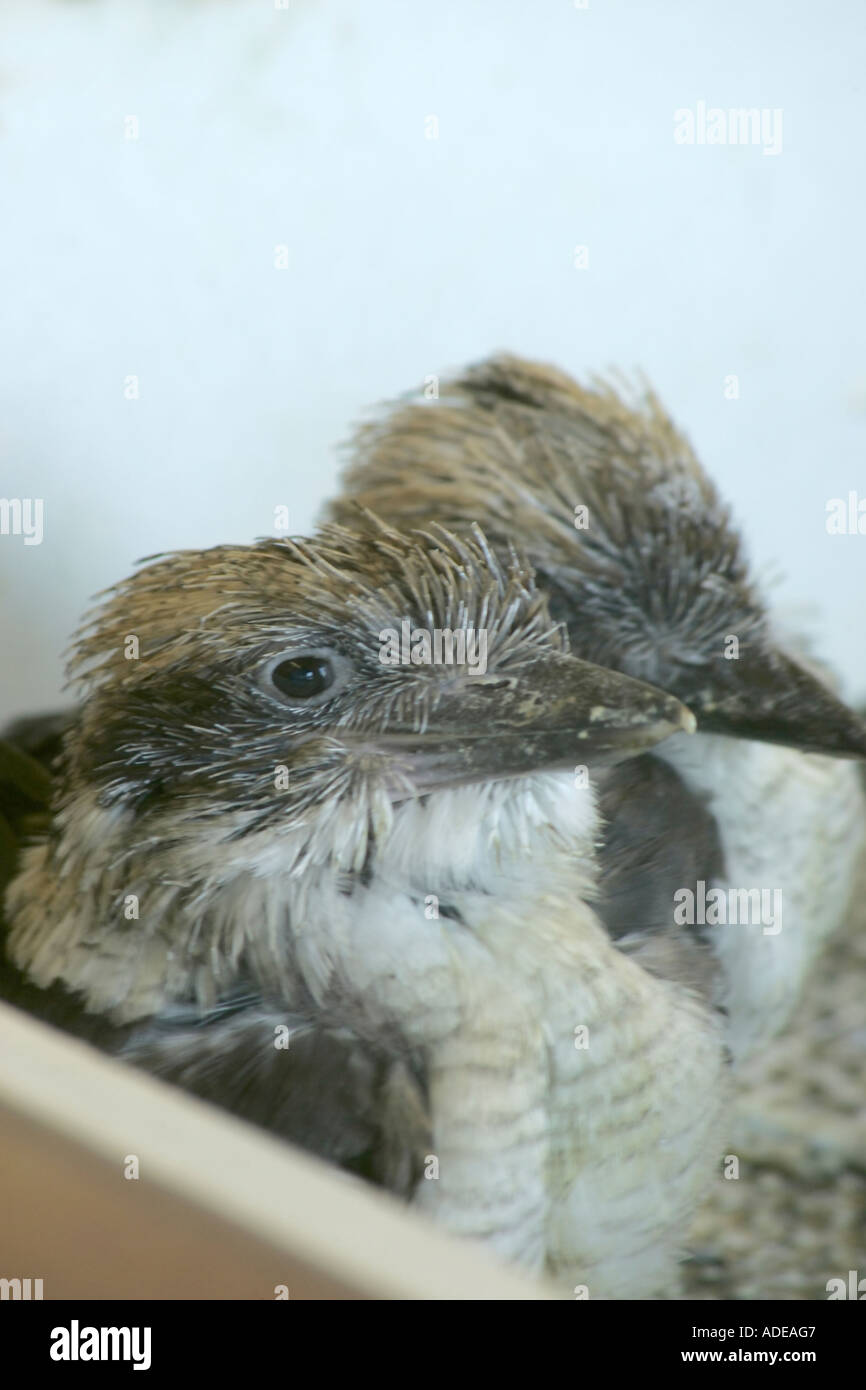 Giovani Kookaburra i pulcini (Dacelo novaeguineae) essendo tenuto caldo in un incubatore Foto Stock
