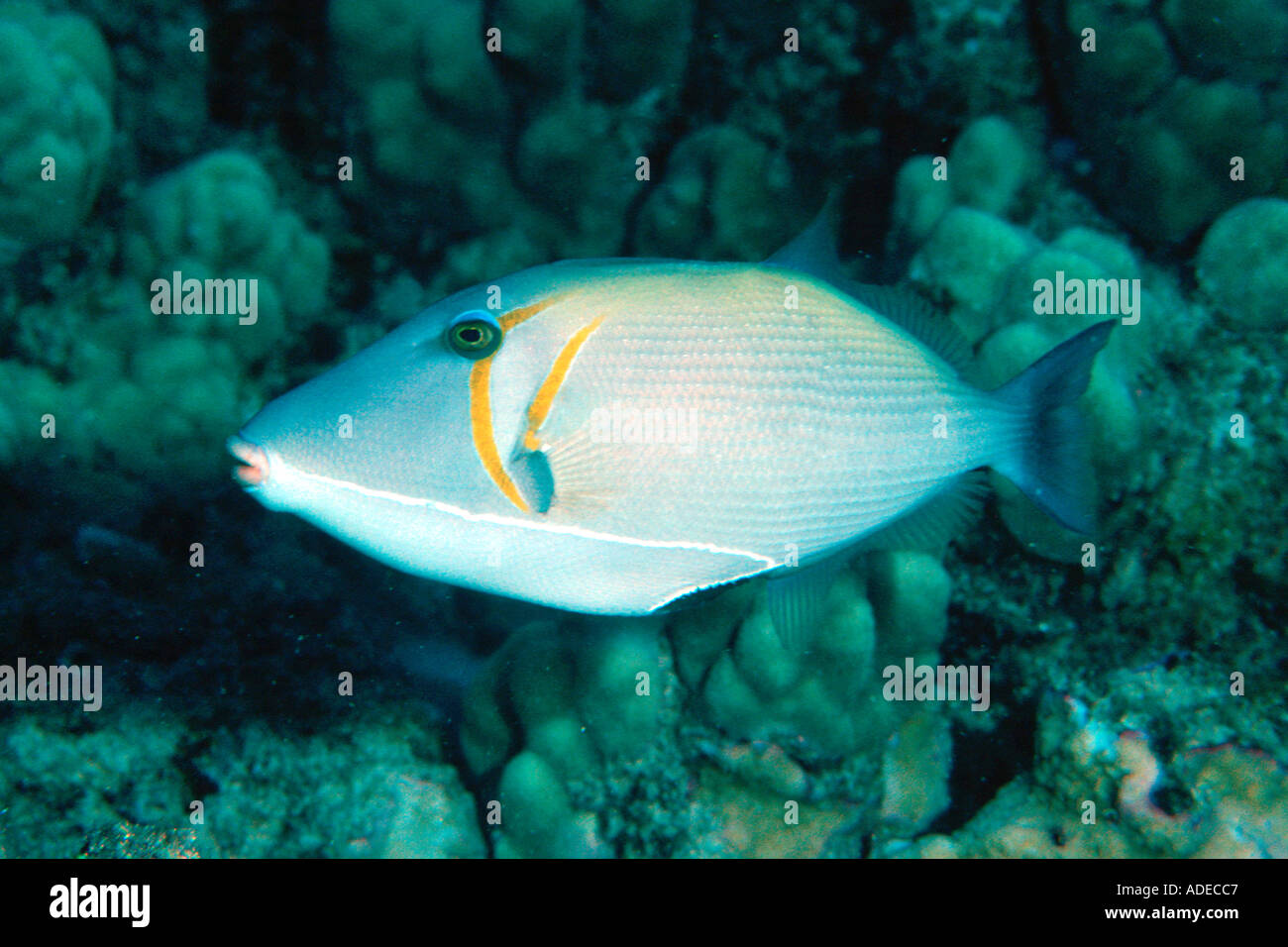 Lei pesci balestra Sufflamen bursa punto Kahe Oahu Hawaii USA del Pacifico del Nord Foto Stock
