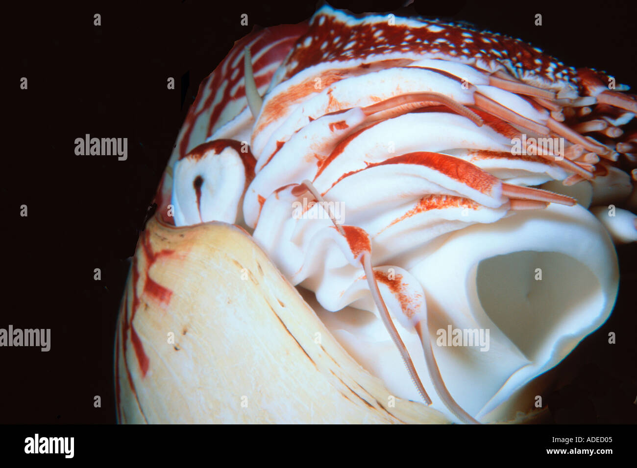 Nautilus Nautilus notte pompilio Fila Reef Port Vila Vanuatu Sud Pacifico Foto Stock