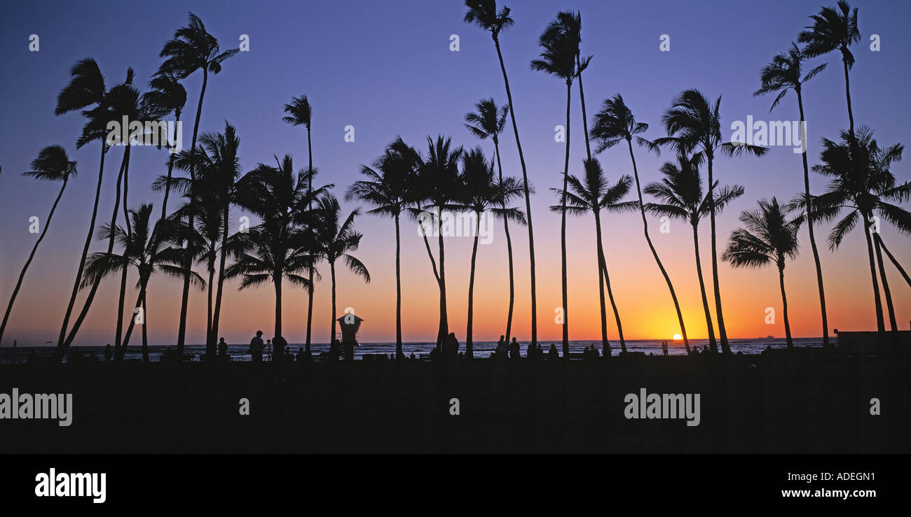 Hawaii. Honolulu. Lungomare di Waikiki al tramonto con stagliano palme. Foto Stock