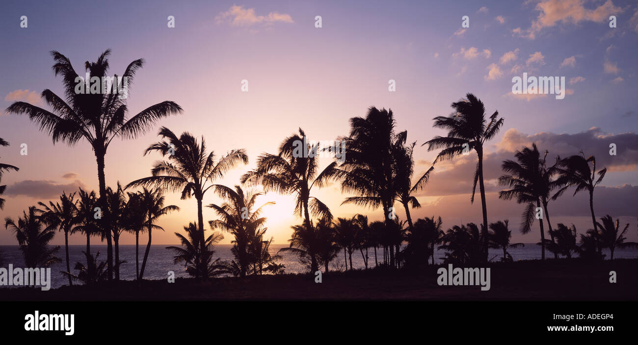 Hawaii costa con stagliano palme al tramonto. Foto Stock