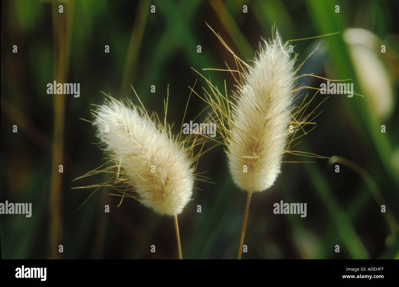 Lepre s coda testa di sementi Foto Stock