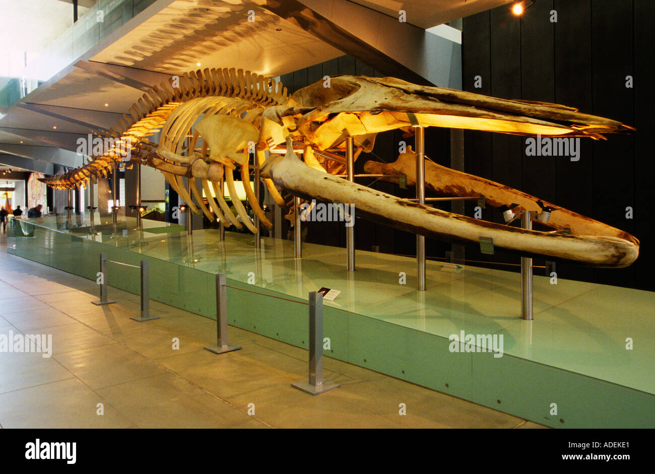 Il blu di scheletro di balena, Melbourne Museum Foto Stock