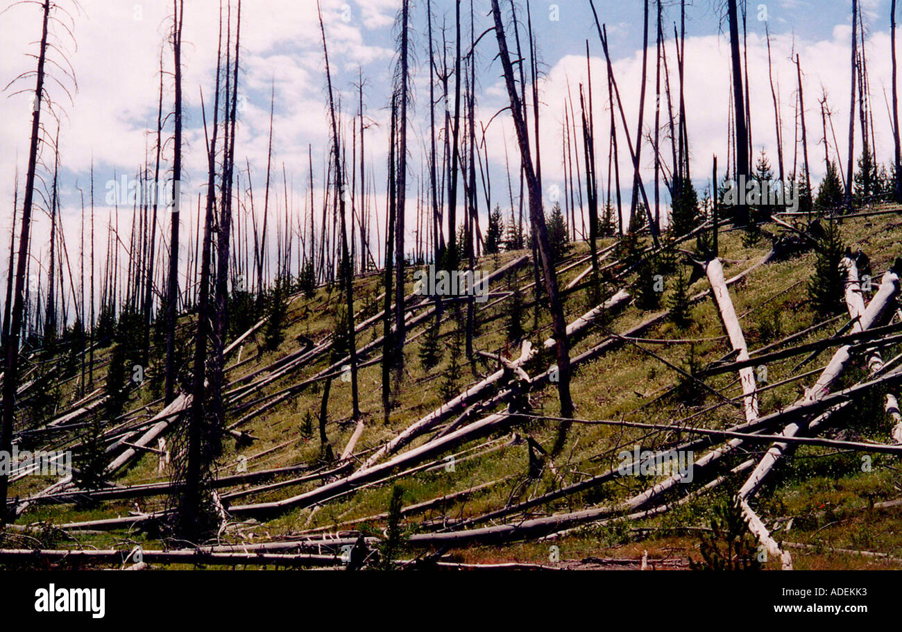 Stati Uniti d'America. Il Wyoming. Yellowstone NP. Tempesta danneggiato gli alberi caduti. Foto Stock