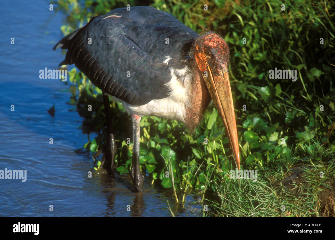 Marabou Stork in cerca di cibo nel fiume Foto Stock