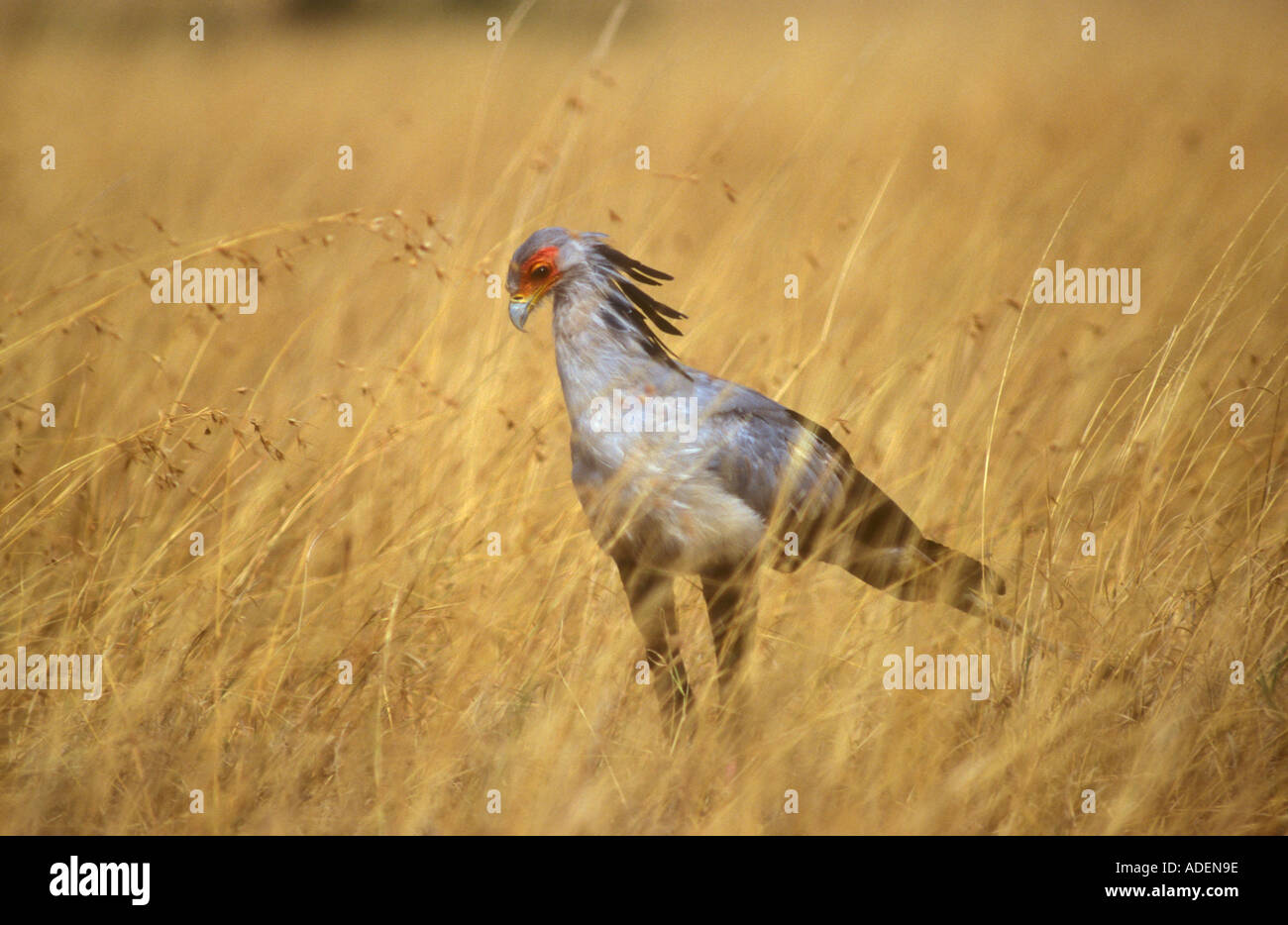 Segretario permanente di uccelli in erba lunga Foto Stock