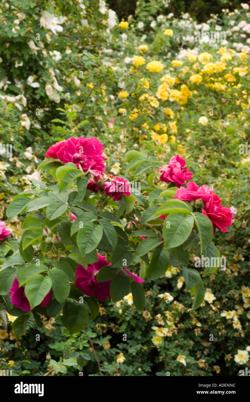 Red Rose Rosaceae Rosa rugosa x Jacqueminot generale o Mr Anthony di Waterer Foto Stock