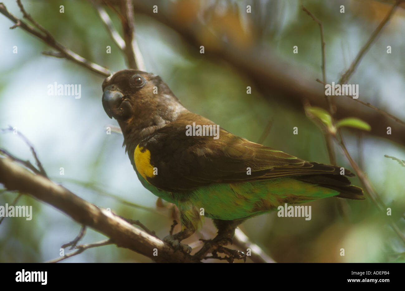 Pappagallo marrone Foto Stock