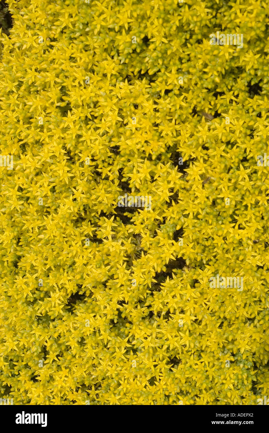 Denso tappeto di fiori gialli a forma di stella di Stonecrop (Sedum acre), un succulento terreno della famiglia delle Crassulaceae, Europa. Foto Stock